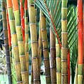 bamboo