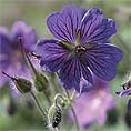 cranesbill