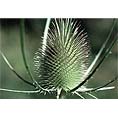 teasel