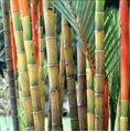 bamboo