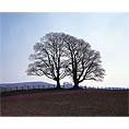 Towards the Cheviot