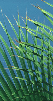 palm leaves